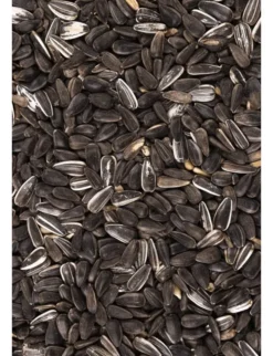 activa CLASSIC Sonnenblumenkerne 4kg