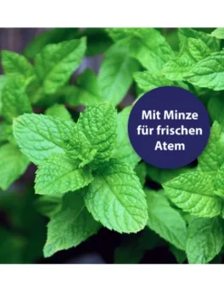 Canosept Zahnpasta Dental Gel für Hunde 100g