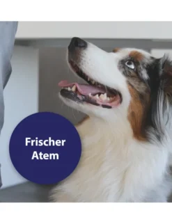 Canosept Zahnpflege Finger-Pads für Hunde