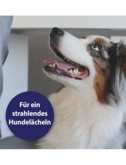 Canosept Zahnpflege Spray für Hunde 100ml