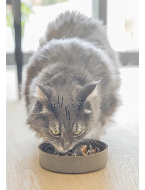 Designed by Lotte Anti-Schling-Napf Pom für Katzen grau