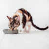 District 70 BAMBOO Cat Bowl anthrazit 12cm