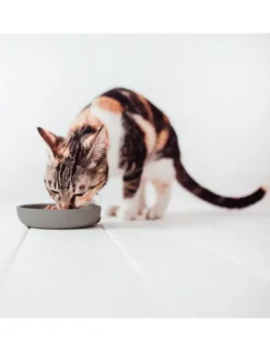 District 70 BAMBOO Cat Bowl anthrazit 12cm