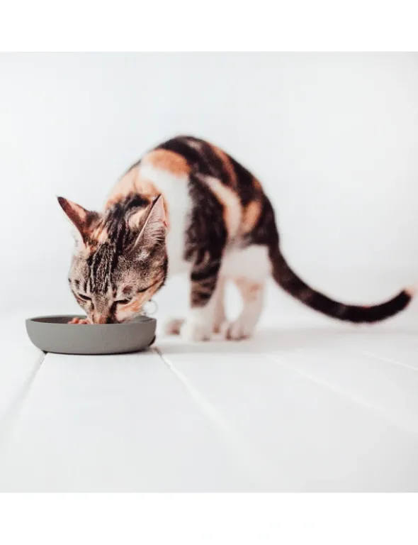 District 70 BAMBOO Cat Bowl anthrazit 12cm