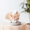 District 70 BAMBOO Cat Bowl beige 12cm