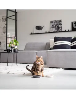 District 70 BAMBOO Cat Bowl hellblau 12cm