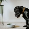 District 70 BAMBOO Dog Bowl hellblau S