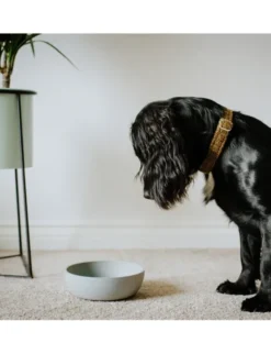 District 70 BAMBOO Dog Bowl hellblau S