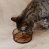 District 70 Glas Napf Dawn für Katzen hellbraun