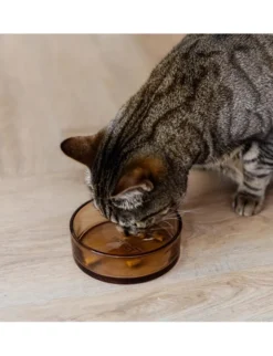 District 70 Glas Napf Dawn für Katzen hellbraun