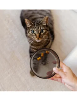 District 70 Glas Napf Dawn für Katzen schwarz
