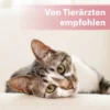 Felisept Augenpflege Pads für Katzen