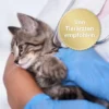 Felisept Home Comfort Beruhigungshalsband