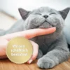 Felisept Home Comfort Spray für Katzen 100ml