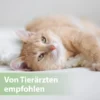 Felisept Zahnpflege Finger-Pads für Katzen