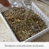 GimCat Katzengras Gras 150g