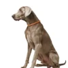 HUNTER Dressurhalsung Freestyle orange S