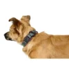 HUNTER Halsung Maldon altrosa, grau S