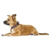 HUNTER Halsung Maldon grau, rot S