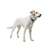 HUNTER Halsung Neopren Vario Plus grau, lavendel 1,5/30-35 cm