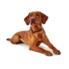 HUNTER Halsung Solid Education cognac M