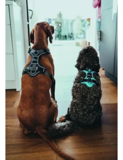 HUNTER Hundegeschirr Divo blau, dunkelgrau XS