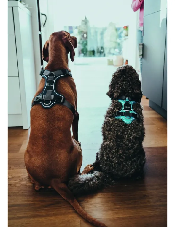 HUNTER Hundegeschirr Divo blau, dunkelgrau XS