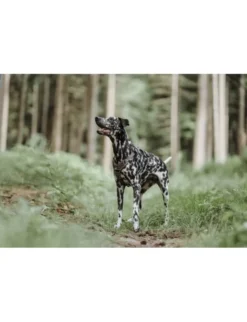 HUNTER Hundegeschirr Divo braun, grau XS