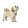 HUNTER Hundegeschirr Divo Up taupe XS