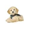 HUNTER Hundegeschirr Hilo Comfort anthrazit XXS