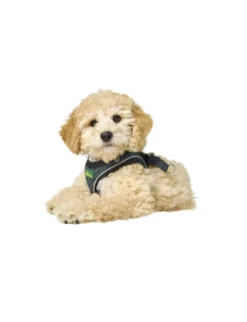 HUNTER Hundegeschirr Hilo Comfort anthrazit XXS