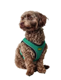 HUNTER Hundegeschirr Hilo Comfort türkis XXS