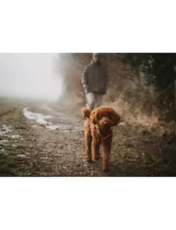 HUNTER Hundegeschirr Maldon Up grau, orange XS