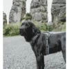 HUNTER Hundegeschirr Maldon Up grau, petrol XS