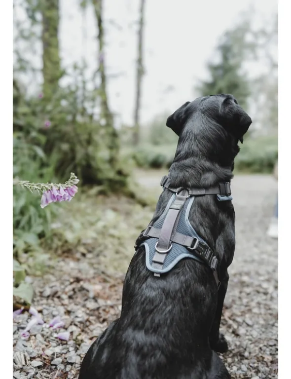 HUNTER Hundegeschirr Maldon Up grau, petrol XS