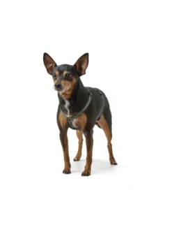 HUNTER Hundegeschirr Tripoli olivgrün XXS
