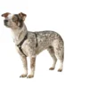 HUNTER Hundegeschirr Tripoli schwarz XS/S