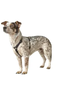 HUNTER Hundegeschirr Tripoli schwarz XS/S