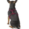 HUNTER Hundegeschirr Tripoli himbeer XS/S