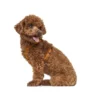 HUNTER Hundegeschirr Tripoli orange XXS/XS