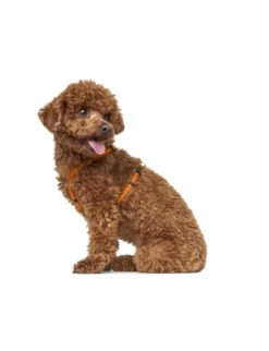 HUNTER Hundegeschirr Tripoli orange XXS/XS