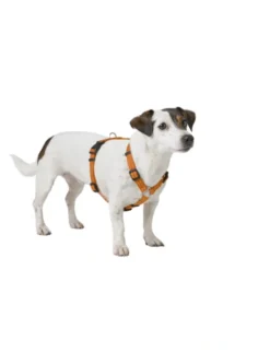 HUNTER Hundegeschirr Tripoli orange XXS/XS