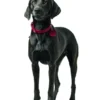 HUNTER Hundehalsband Aalborg rot XS