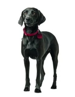 HUNTER Hundehalsband Aalborg rot XS