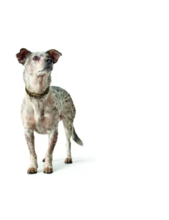 HUNTER Hundehalsband Aalborg olivgrün XS