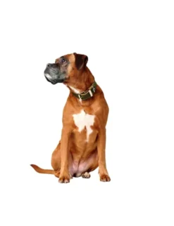 HUNTER Hundehalsband Aalborg Special olivgrün 30 cm