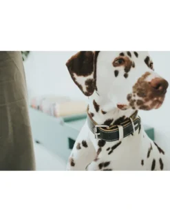 HUNTER Hundehalsband Aalborg Special schwarz 30 cm