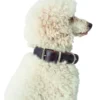 HUNTER Hundehalsband Aalborg Special dunkelbraun 30 cm
