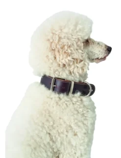 HUNTER Hundehalsband Aalborg Special dunkelbraun 30 cm