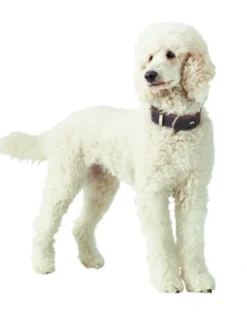 HUNTER Hundehalsband Aalborg Special dunkelbraun 30 cm